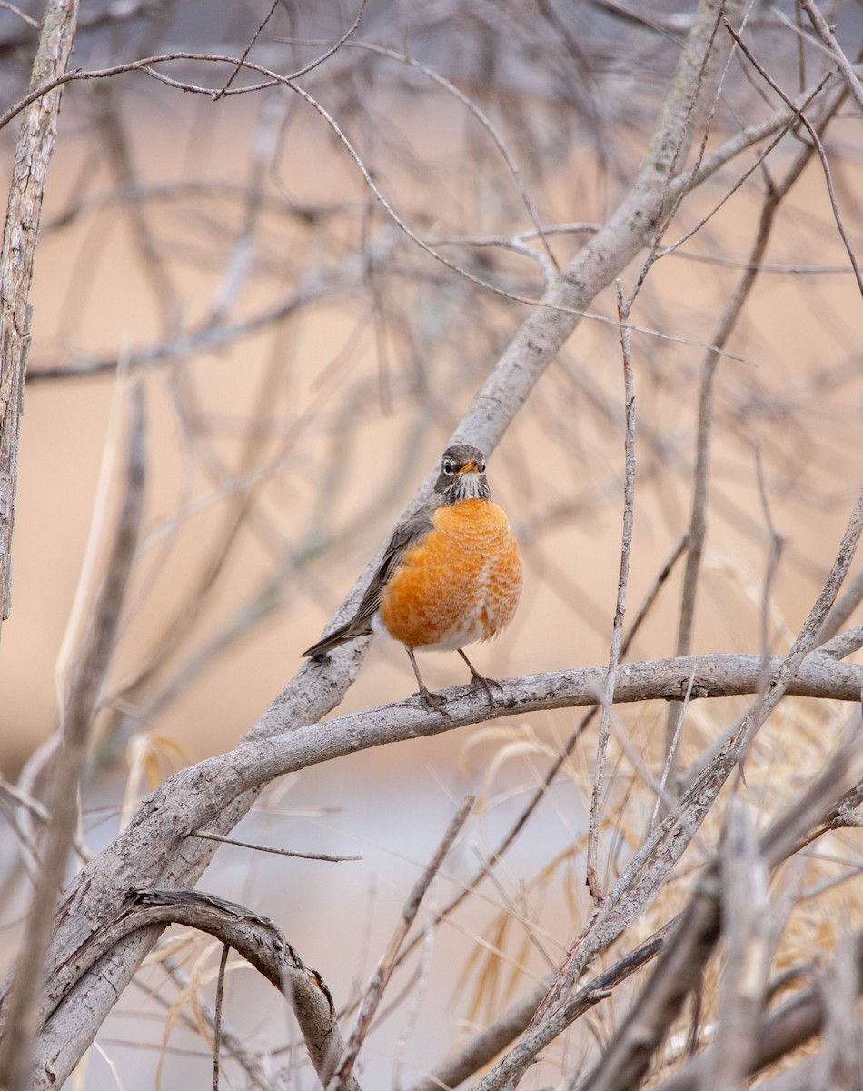 American Robin - ML221203451