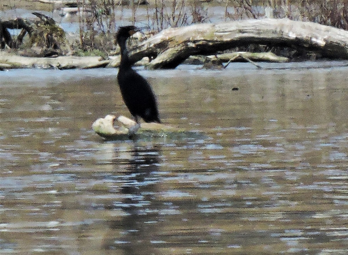 Double-crested Cormorant - ML221203681
