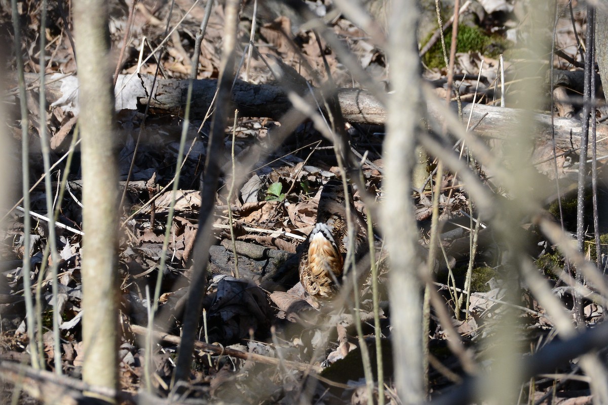 American Woodcock - ML221203771