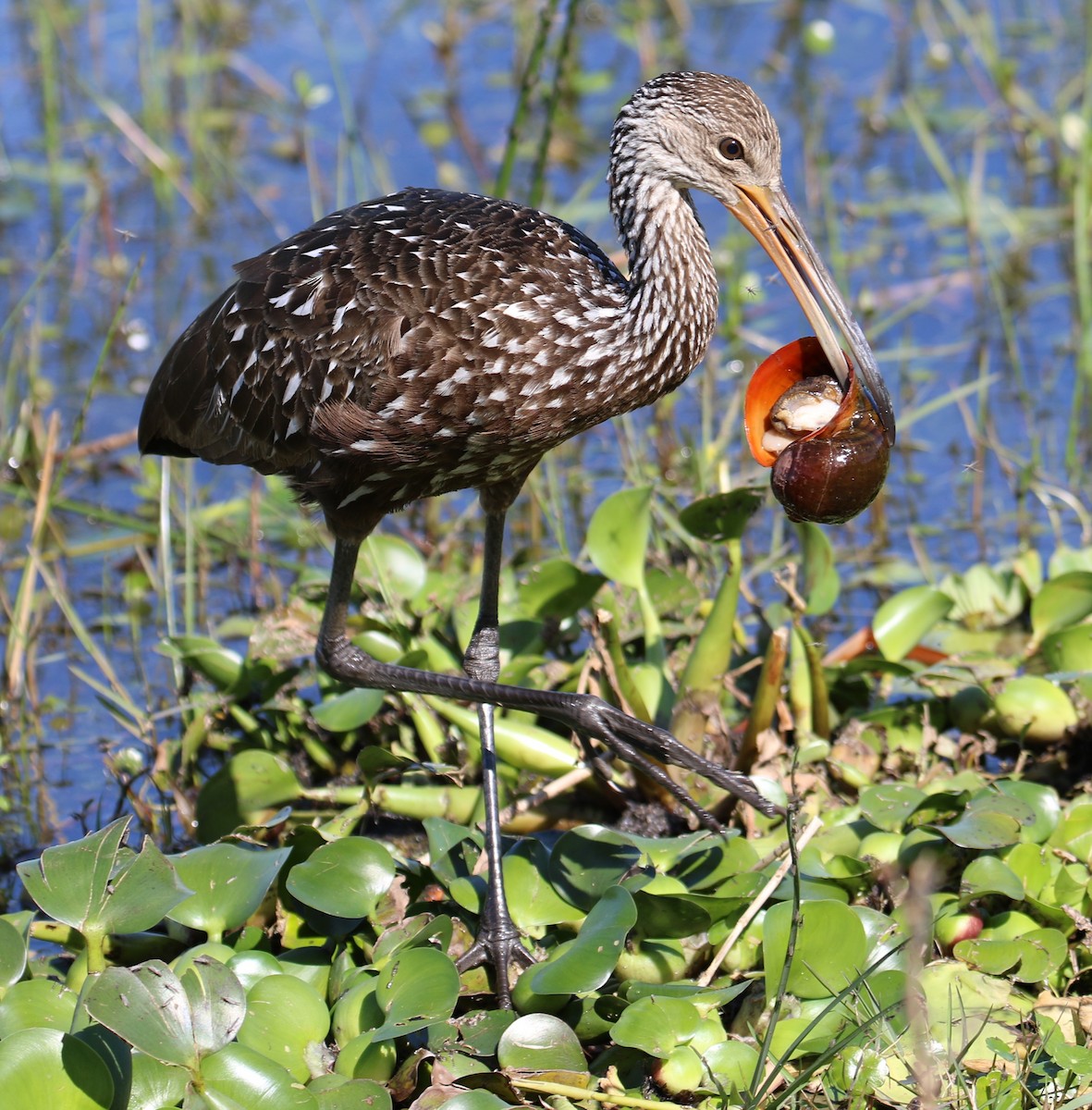 Limpkin (Speckled) - Barbara Strobino