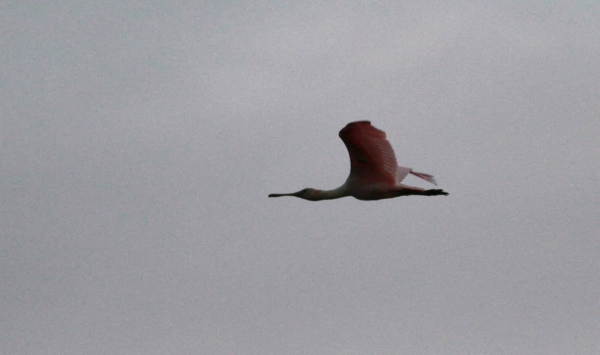 Roseate Spoonbill - Jay McGowan