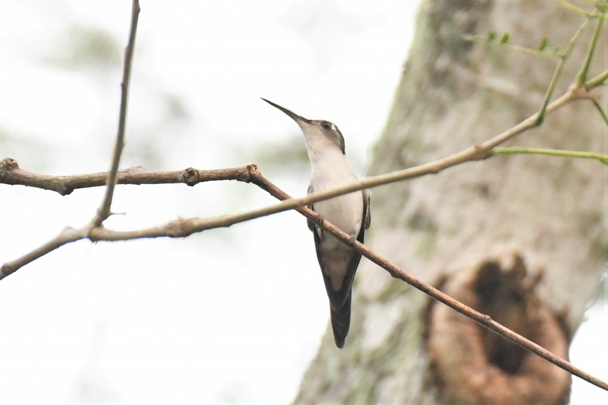 Wedge-tailed Sabrewing - Jim Collins