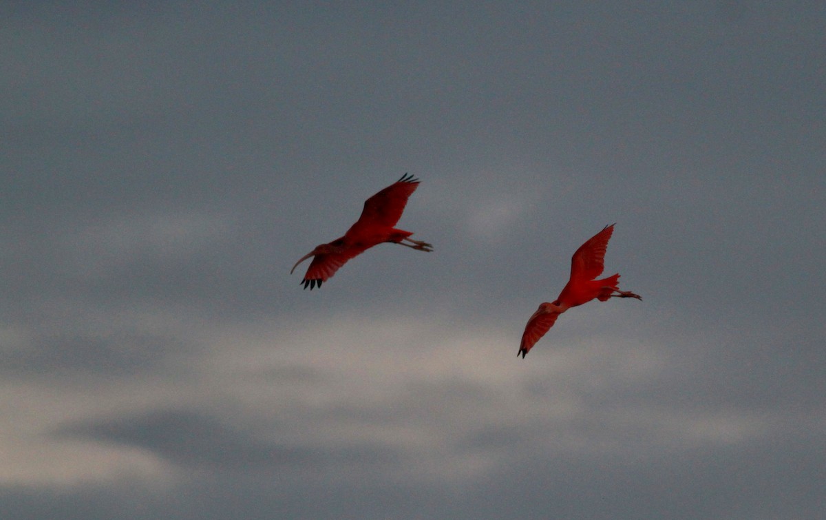 ibis rudý - ML22120671