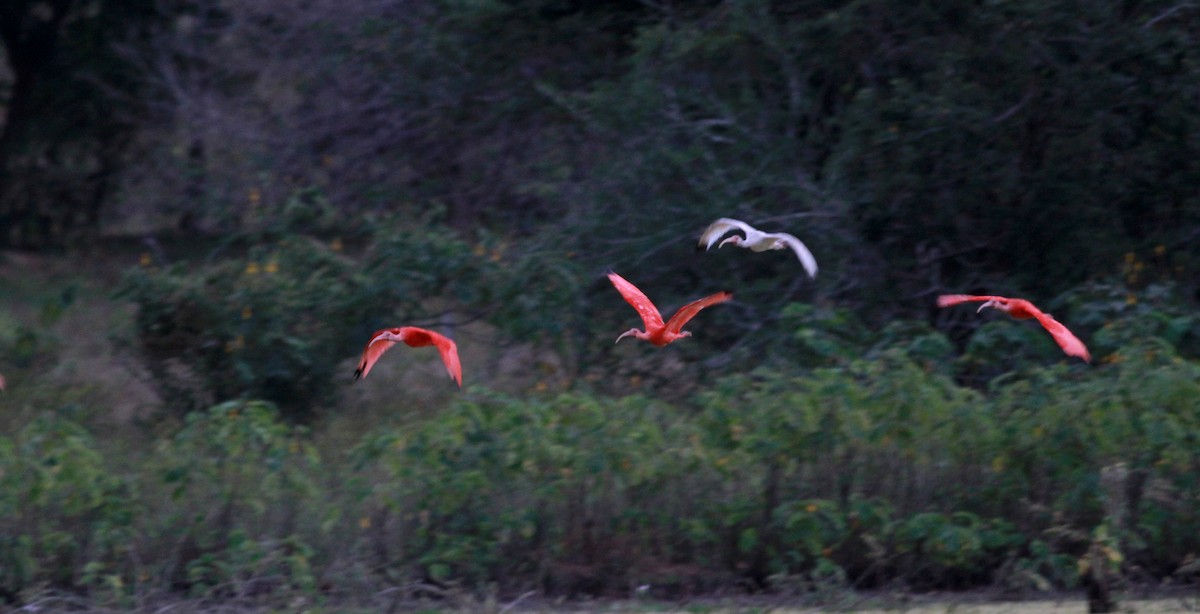 ibis rudý - ML22120681