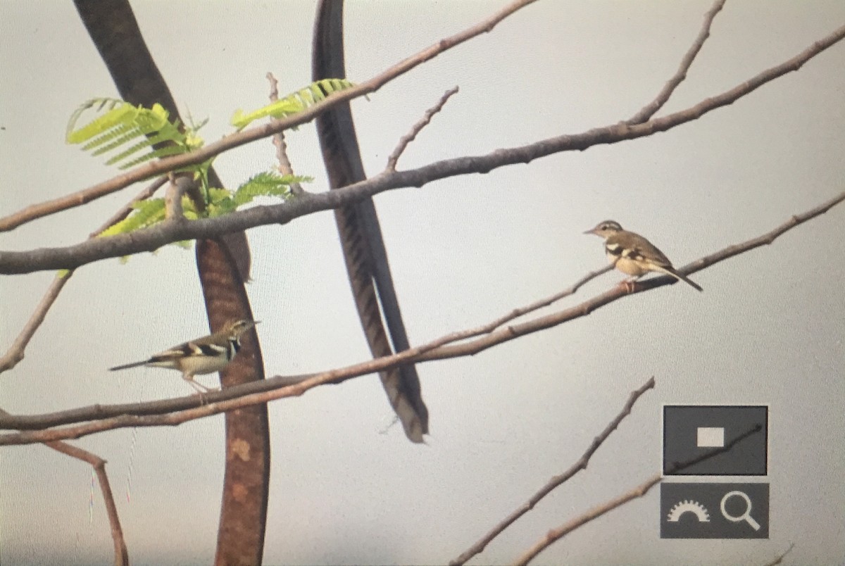 Forest Wagtail - ML221209191