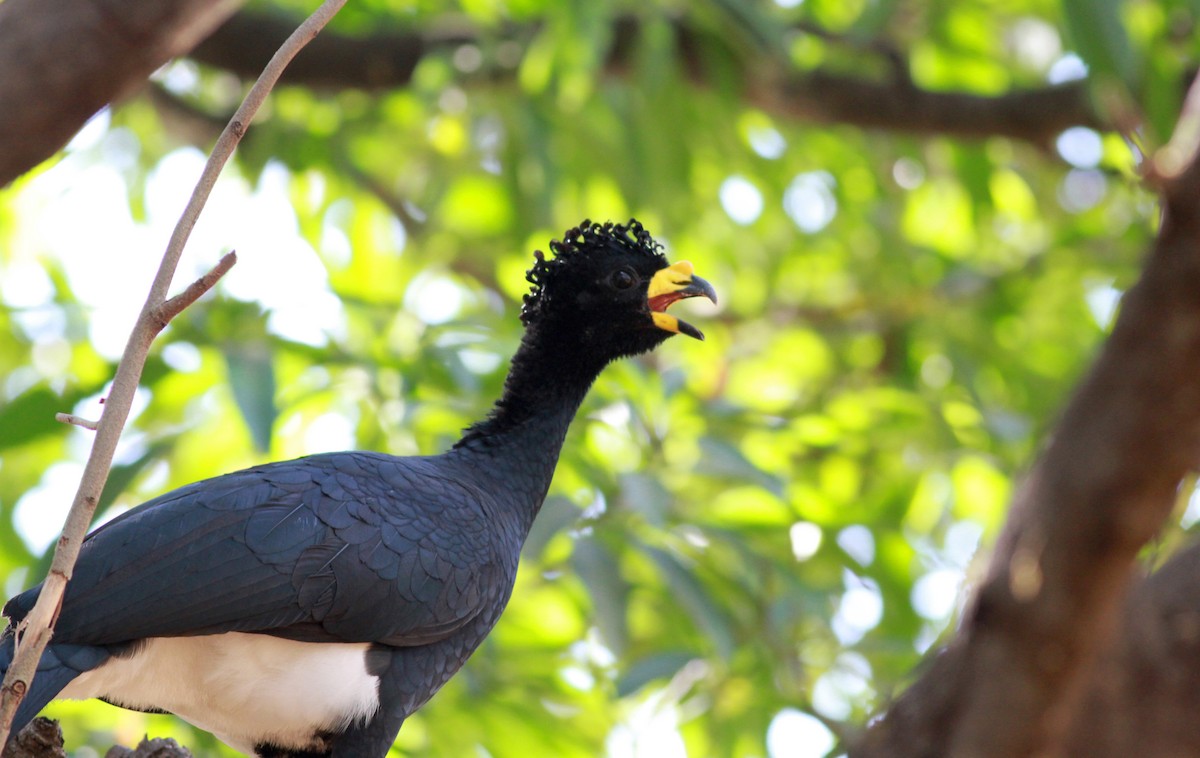 Yellow-knobbed Curassow - ML22120961