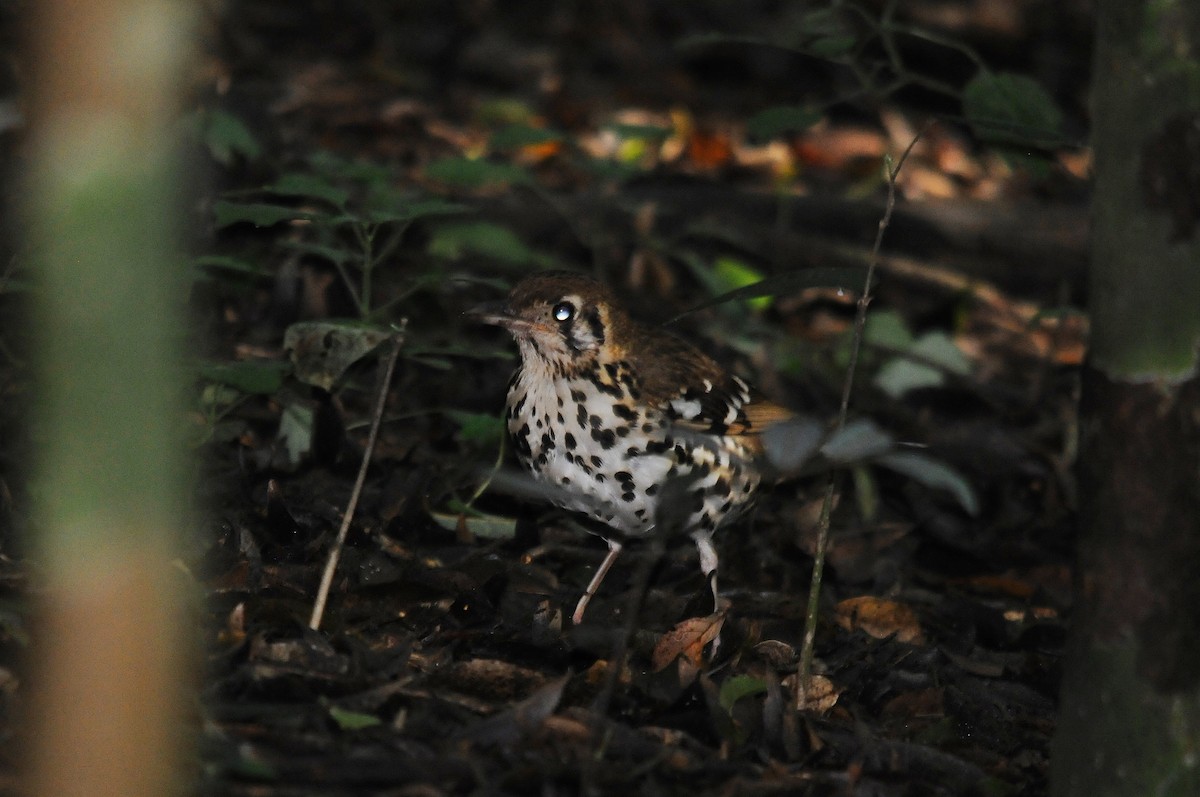Spotted Ground-Thrush (Spotted) - ML221211021