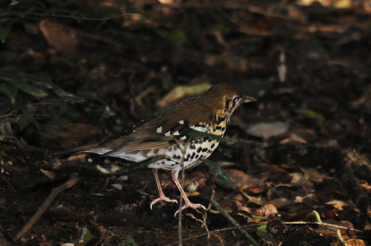 Spotted Ground-Thrush (Spotted) - ML221211031