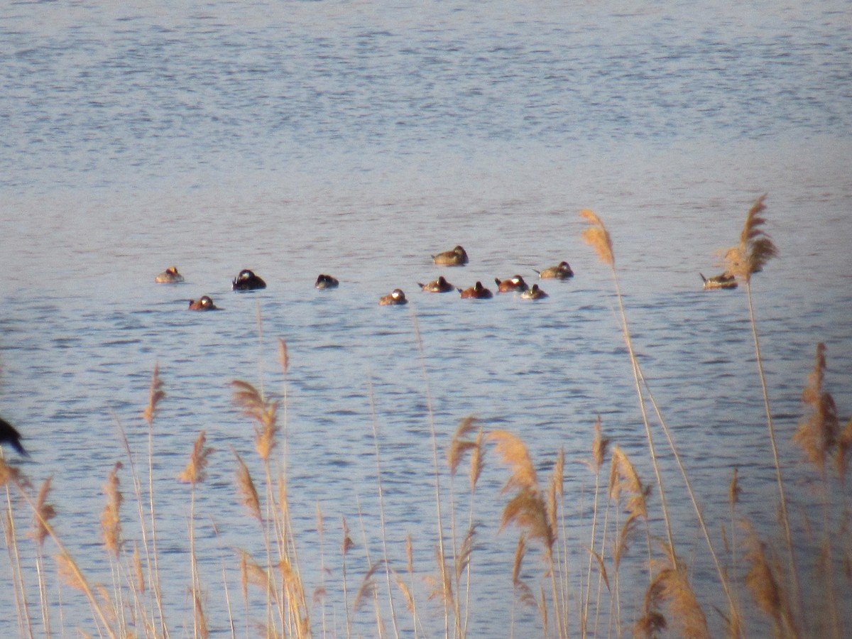 Ring-necked Duck - ML221211591