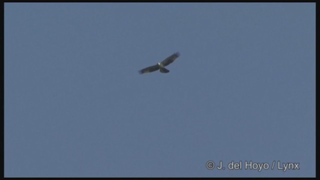 Oriental Honey-buzzard - ML221213881