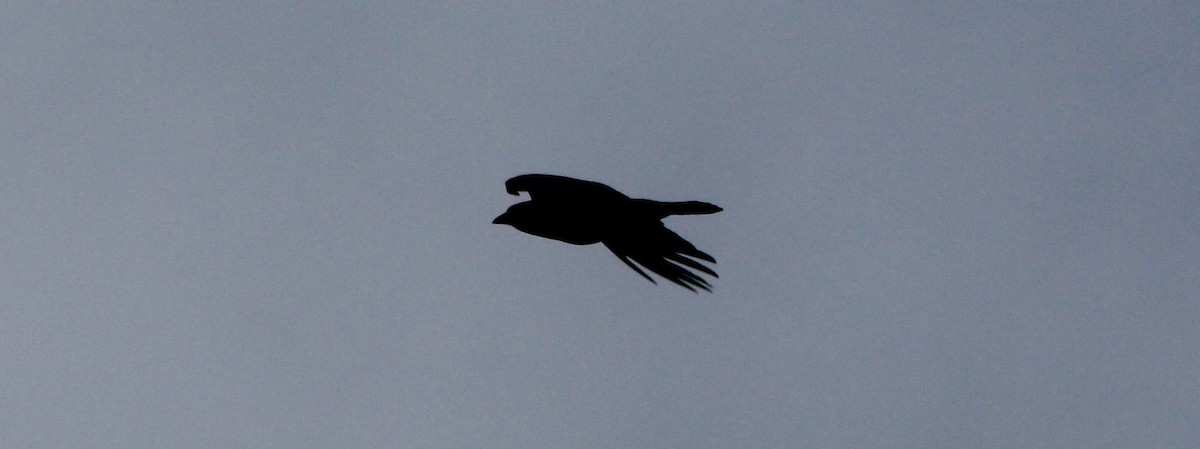 American Crow - ML22121471