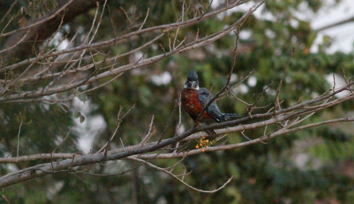 Ringed Kingfisher (Northern) - ML22121501