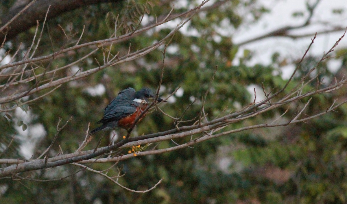 Ringed Kingfisher (Northern) - ML22121521