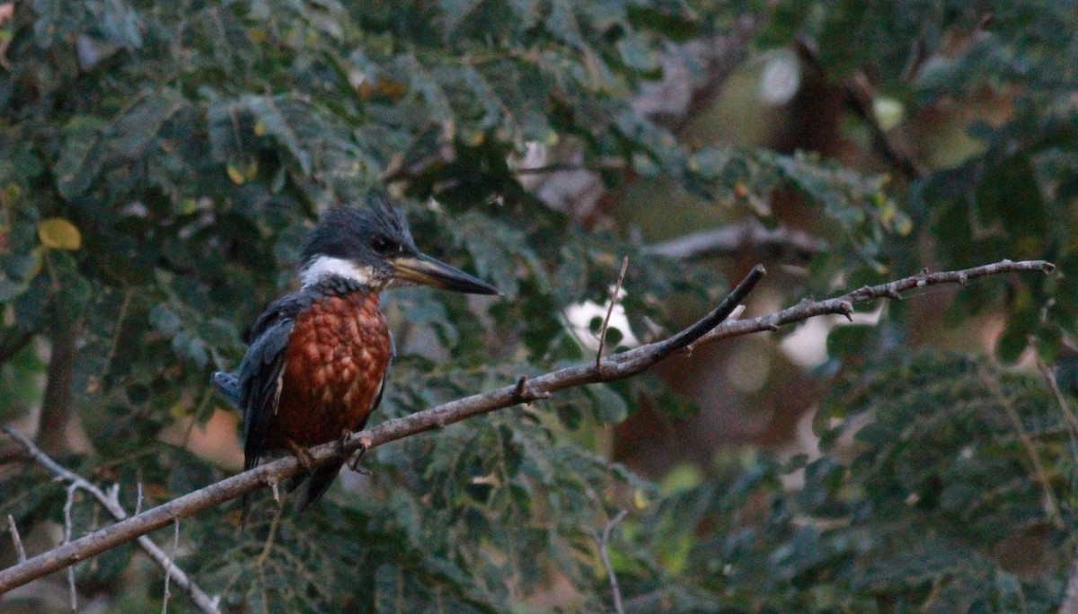 Ringed Kingfisher (Northern) - ML22121561