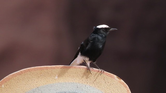 White-crowned Wheatear - ML221217741