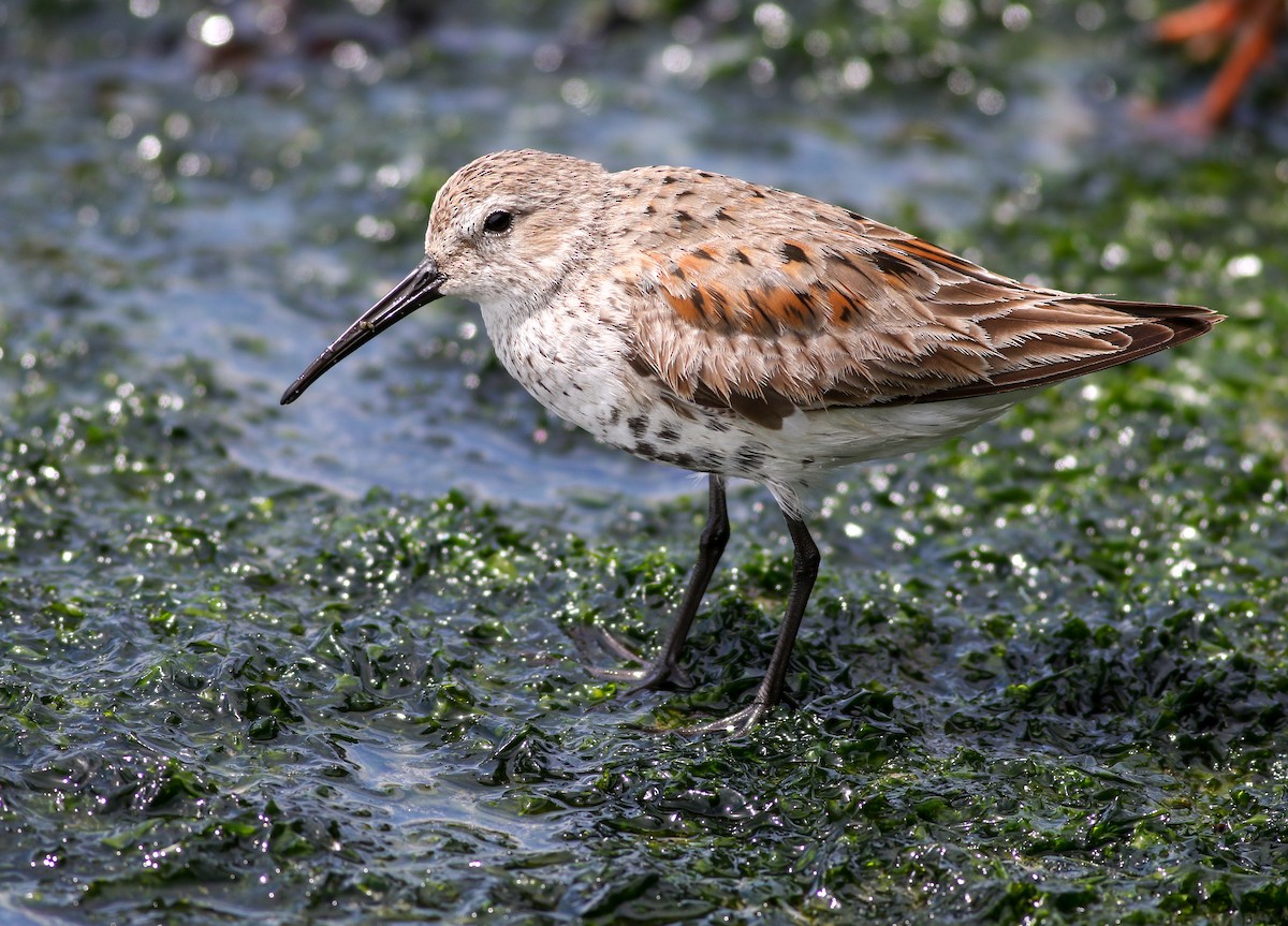 Dunlin (hudsonia) - Alex Wiebe