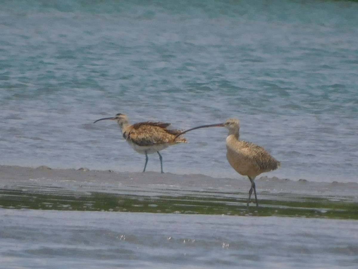 Long-billed Curlew - Carlos Mancera (Tuxtla Birding Club)