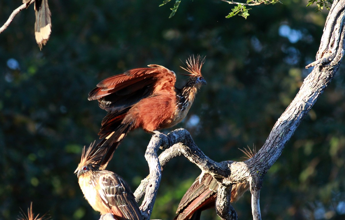 Hoatzin - ML22121991