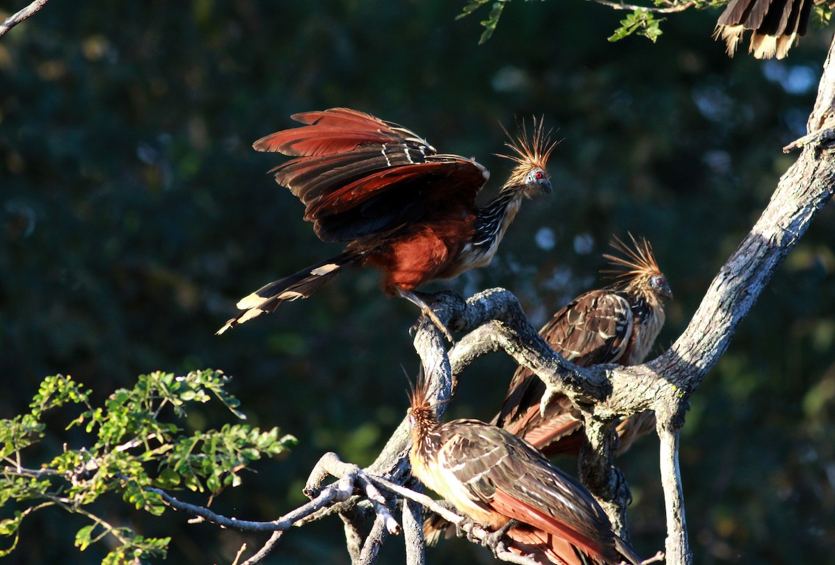 Hoatzin - ML22122031