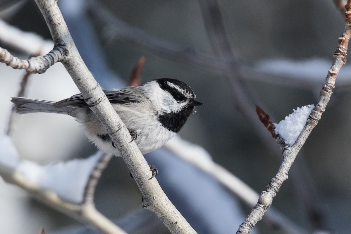 Mountain Chickadee - ML221221311