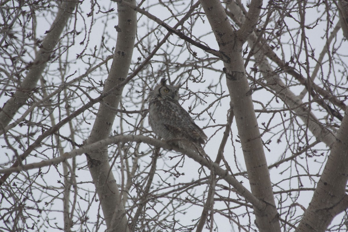 Hontz virginiarra - ML221221541