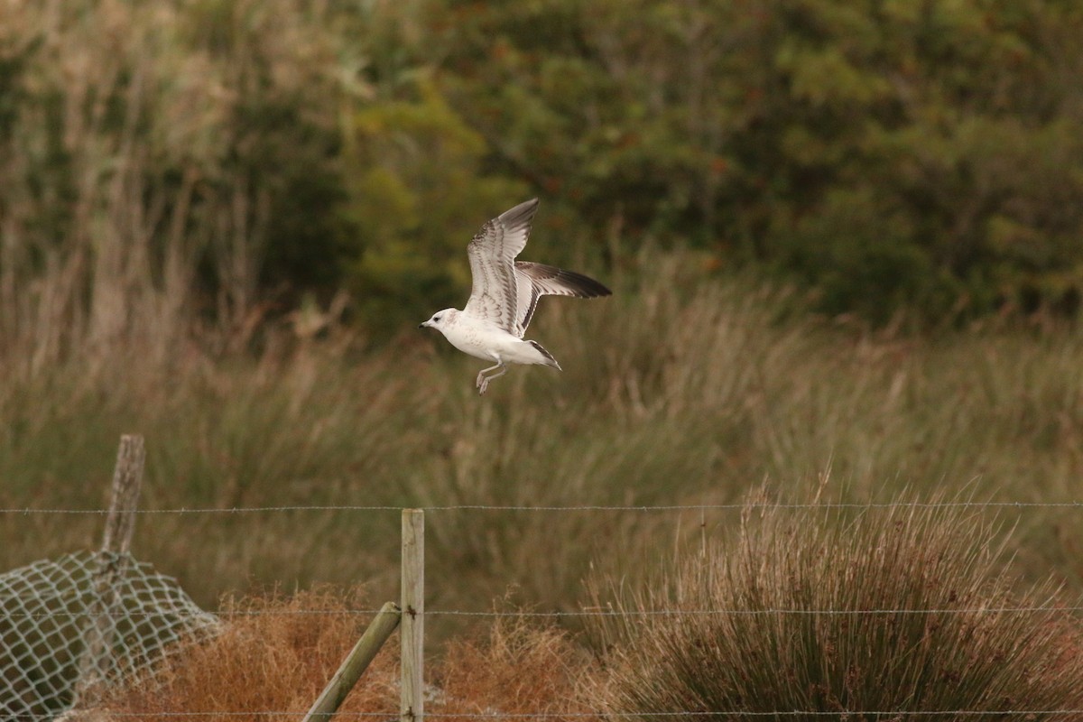 Common Gull - ML221222351
