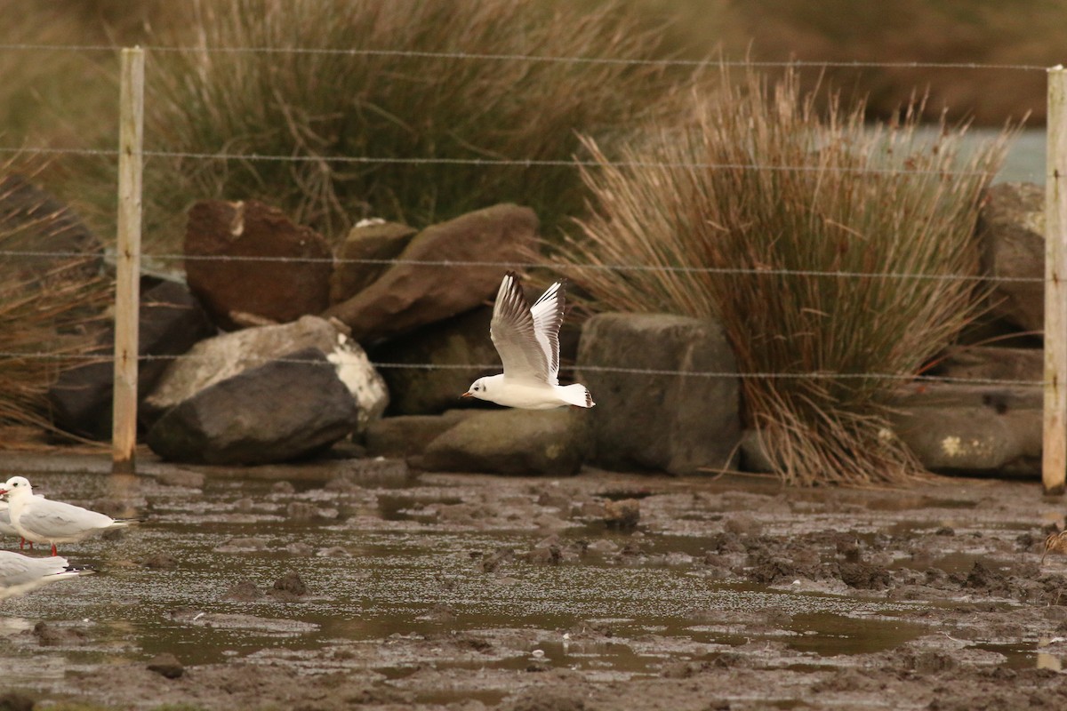 Black-headed Gull - ML221222471