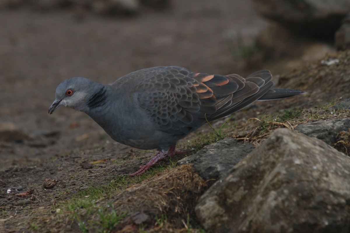 Dusky Turtle-Dove - ML221223171