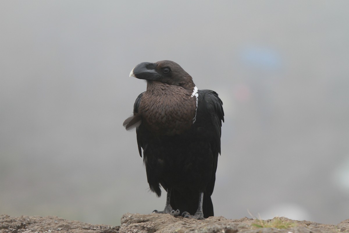 White-necked Raven - ML221223341