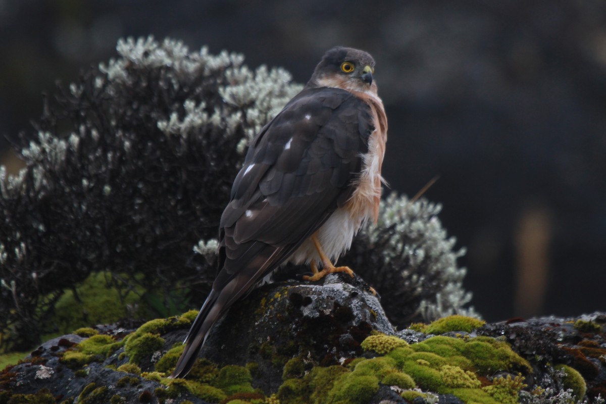 Rufous-breasted Sparrowhawk - Fabio Olmos