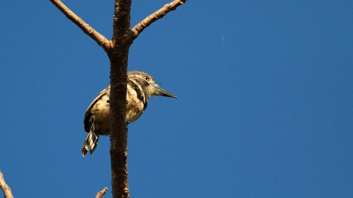 Two-banded Puffbird - ML22122401