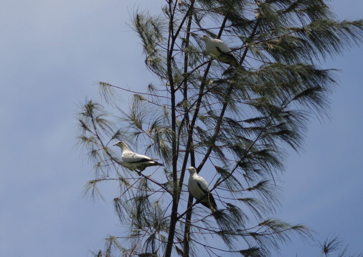 Torresian Imperial-Pigeon - Stephan Lorenz