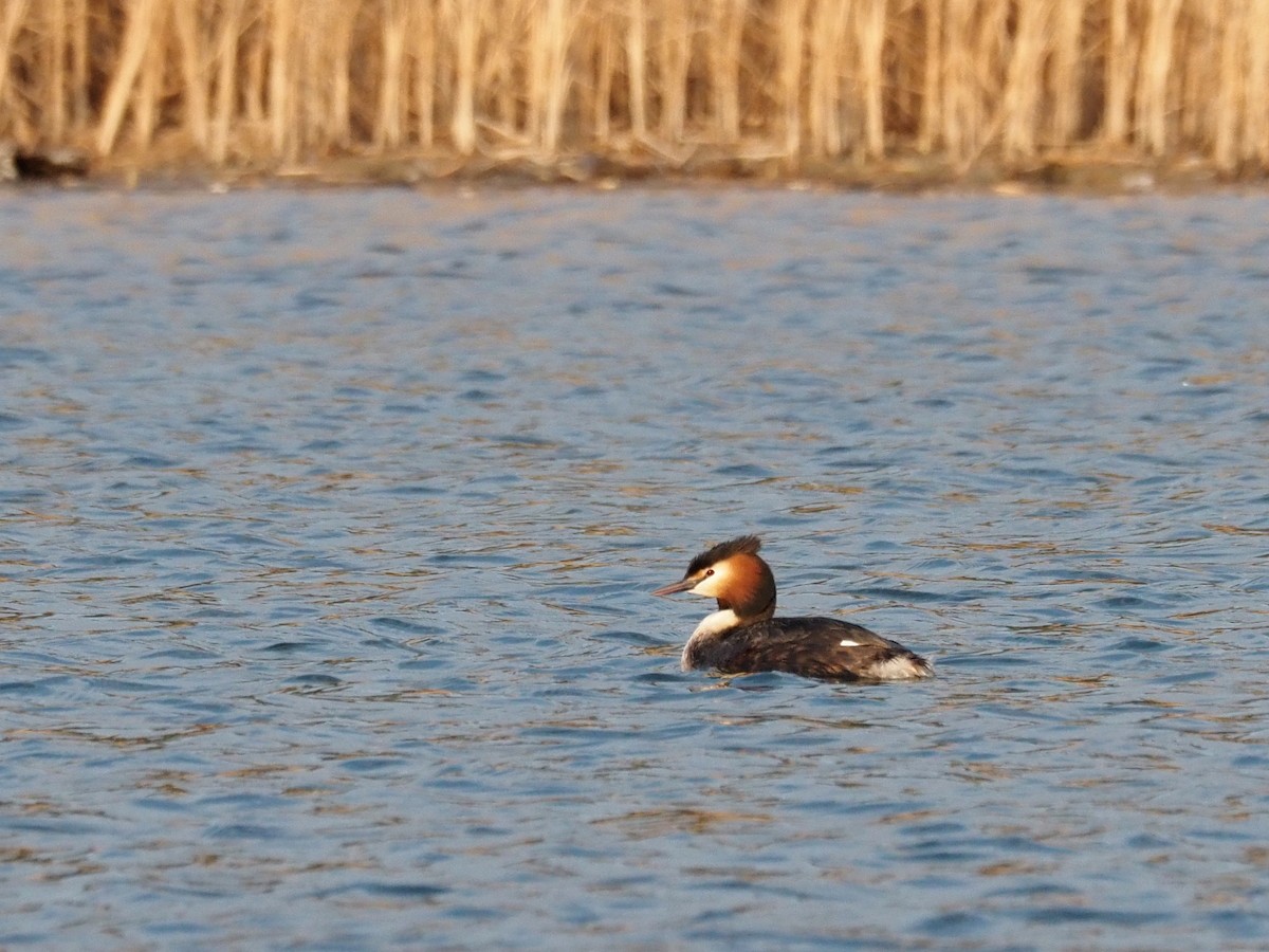 Great Crested Grebe - ML221227271