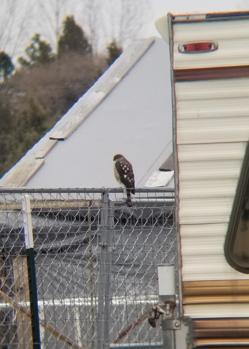 Sharp-shinned Hawk - ML221227751