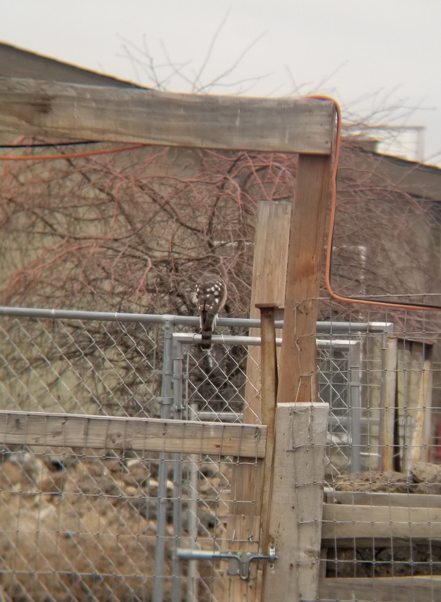 Sharp-shinned Hawk - ML221227811