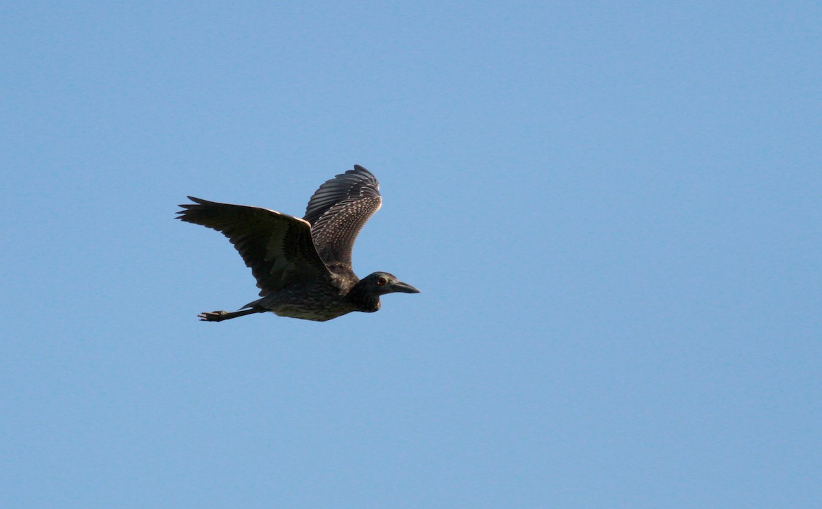 Yellow-crowned Night Heron - ML22123021