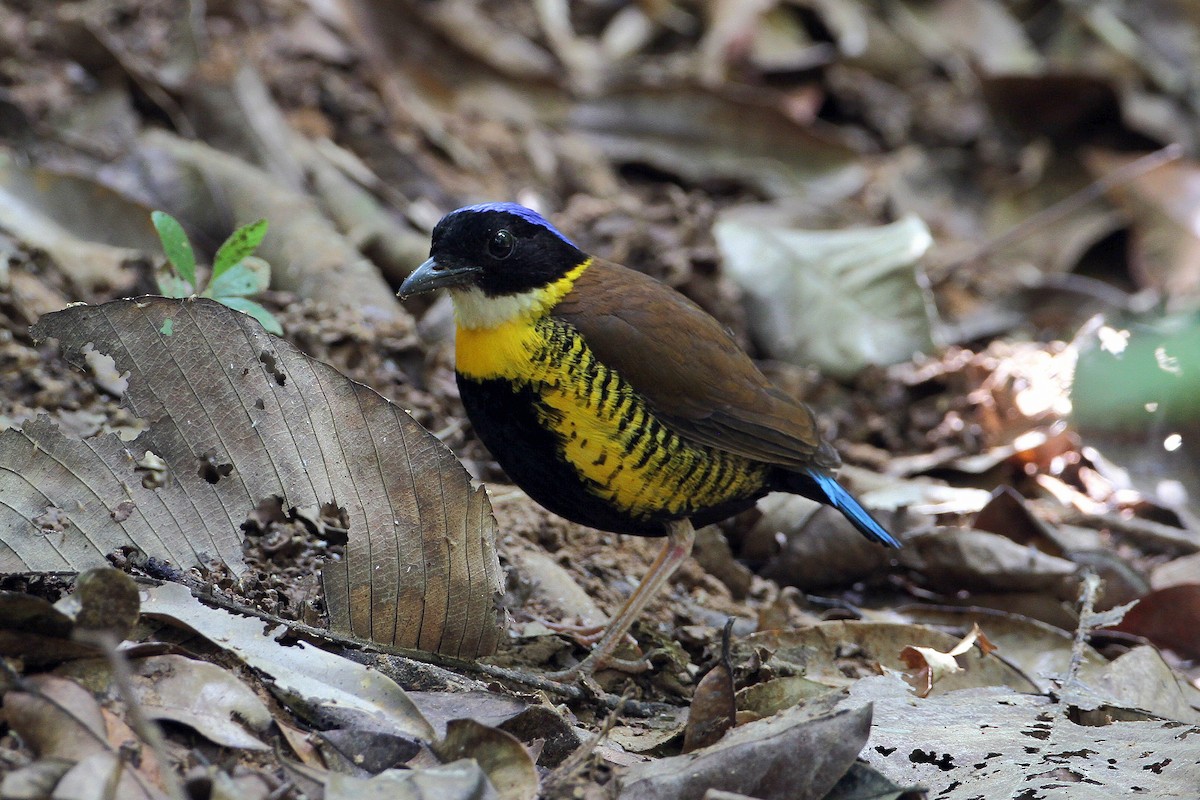 Gurney's Pitta - 独行虾 Bird.soong