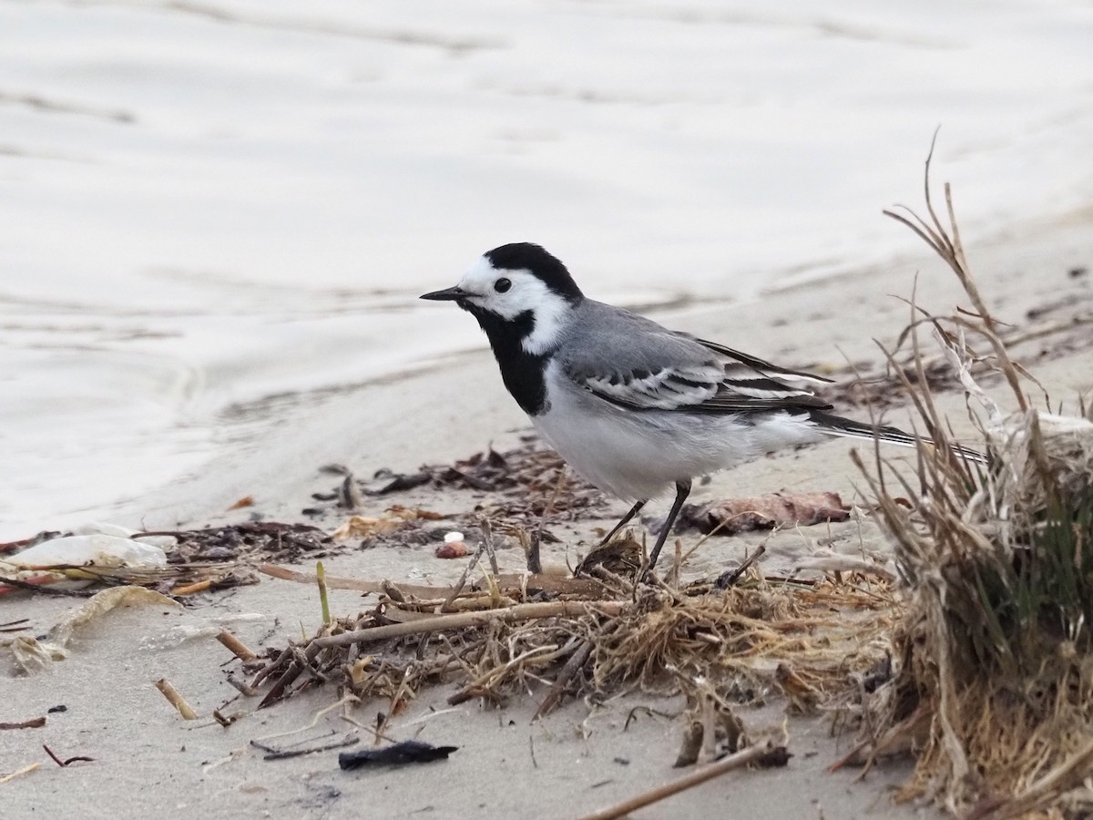 White Wagtail (White-faced) - ML221230451