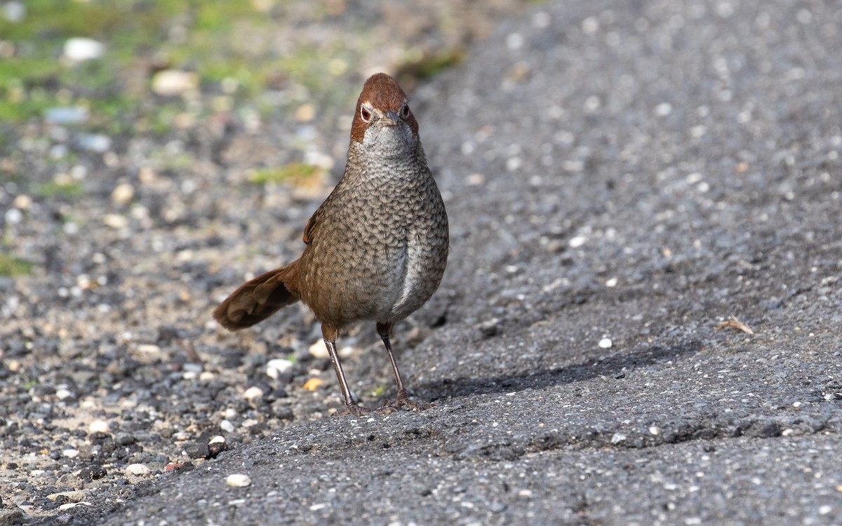 Rufous Bristlebird - James Kennerley