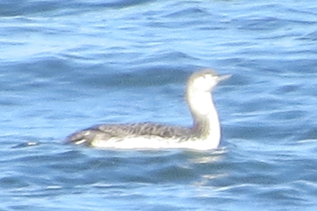 Red-throated Loon - ML221230681