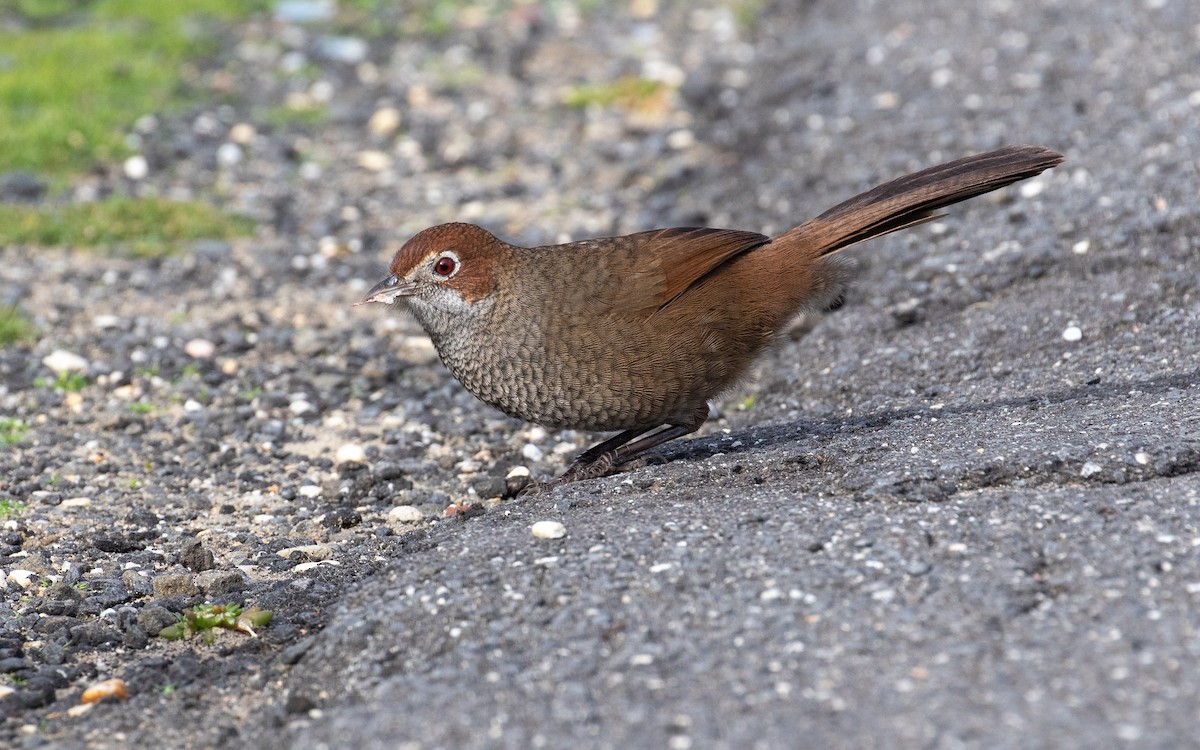 Rufous Bristlebird - James Kennerley