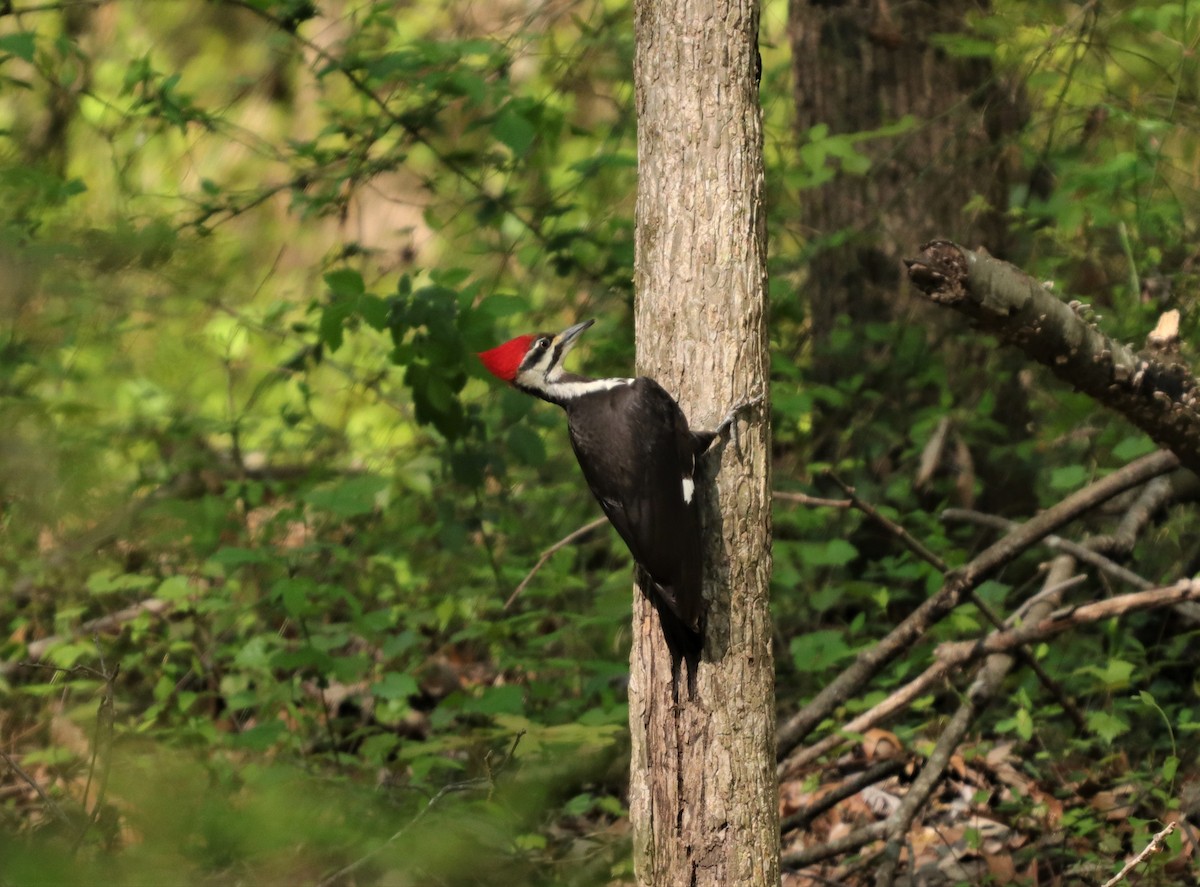 Pileated Woodpecker - Daniel Kaplan