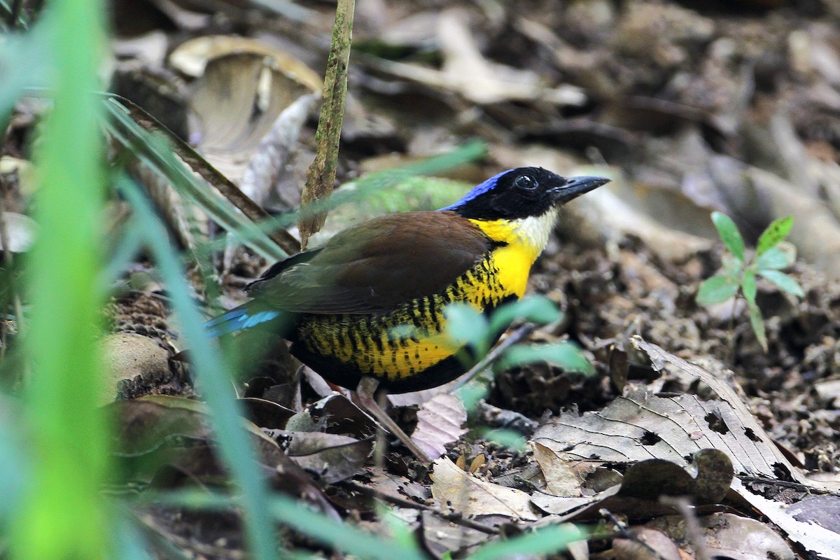 Gurney's Pitta - 独行虾 Bird.soong