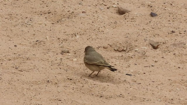 Desert Lark - ML221231591