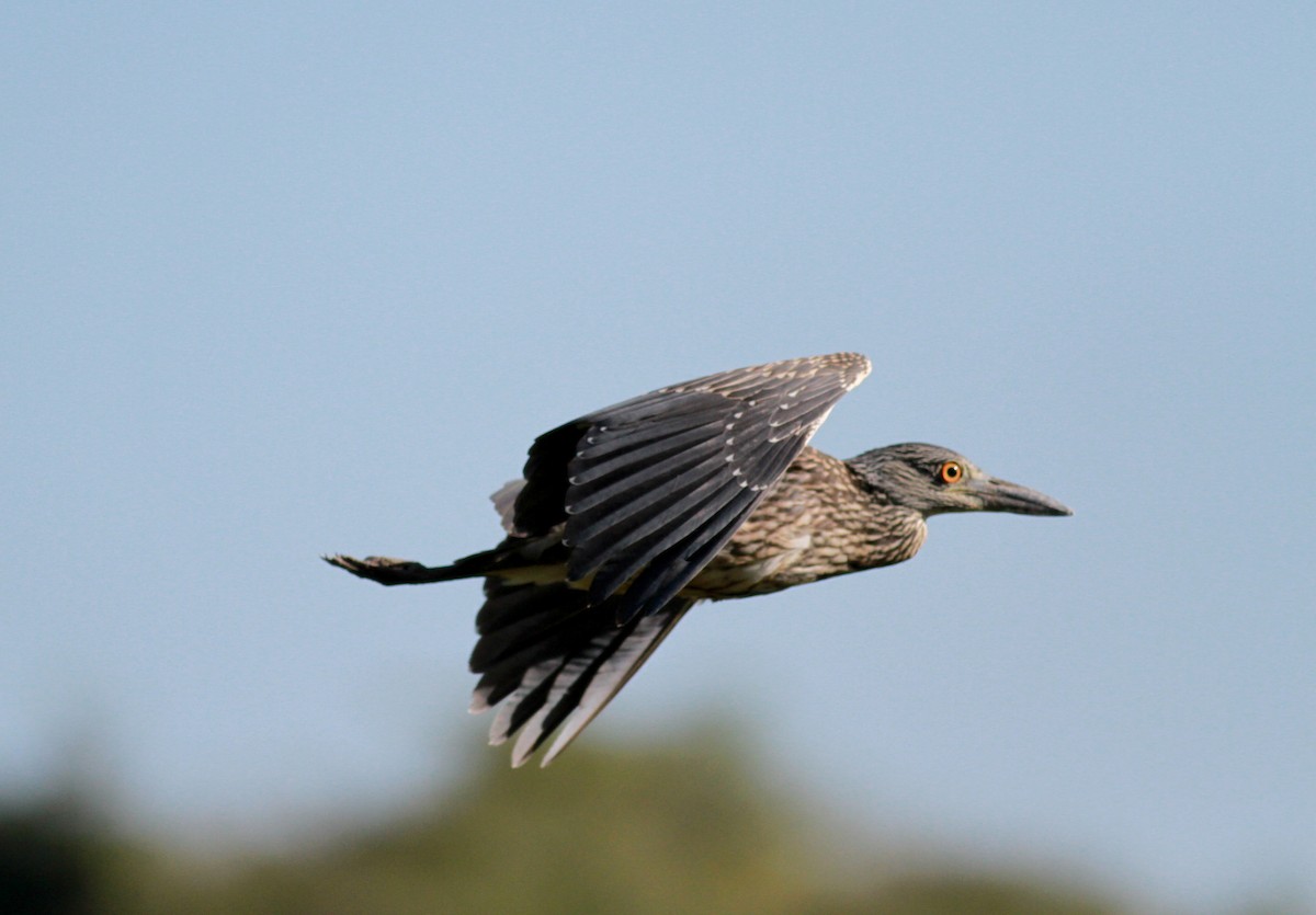 Yellow-crowned Night Heron - ML22123161