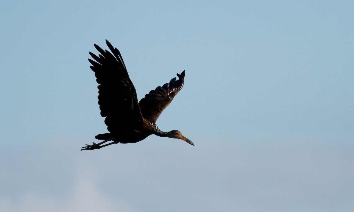 Limpkin (Brown-backed) - ML22123191