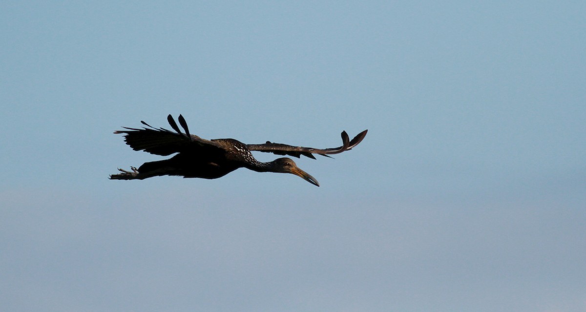 Limpkin (Brown-backed) - ML22123211