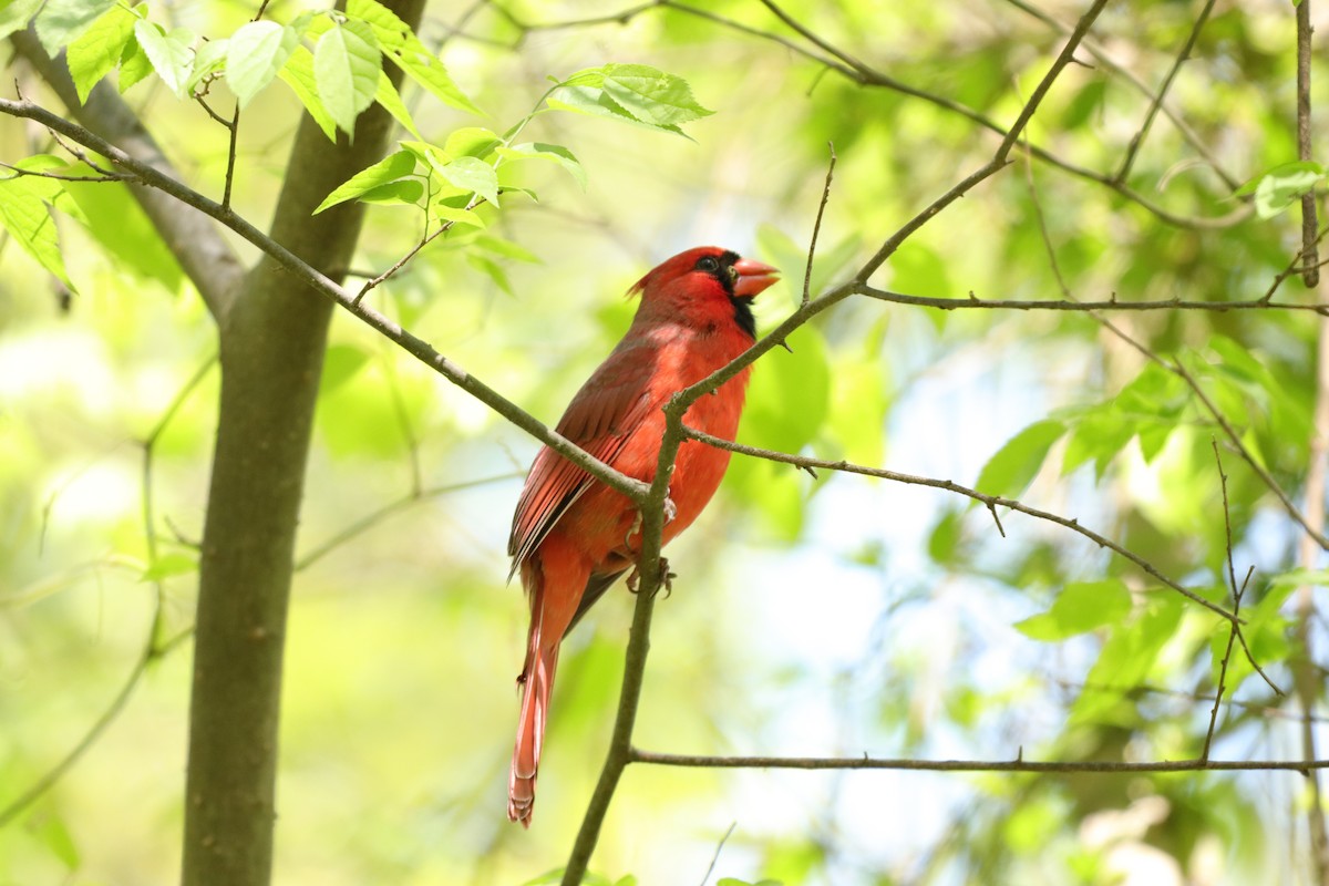 Northern Cardinal - ML221232181