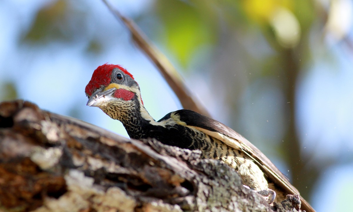 Lineated Woodpecker (Lineated) - Jay McGowan