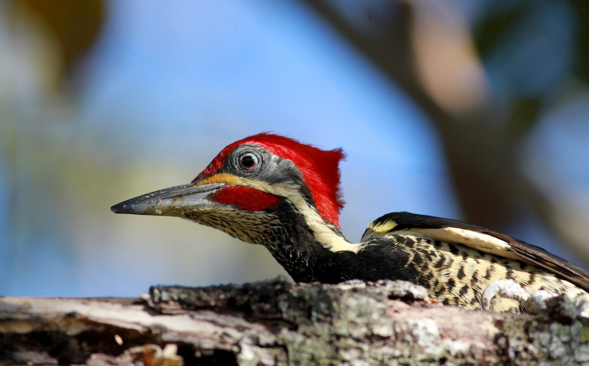 Lineated Woodpecker (Lineated) - ML22123311